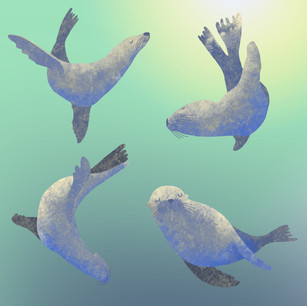 Sea Lions