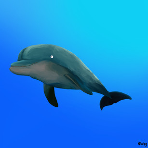Bottlenose Dolphin