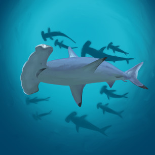 Hammerheads