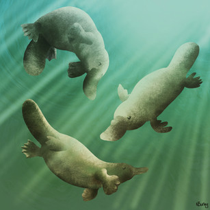 Beavers With Beaks