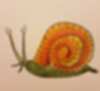 Snail.jpg