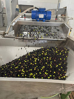 WhatsApp Image 2025-10-22 at 19.12.20.jpeg