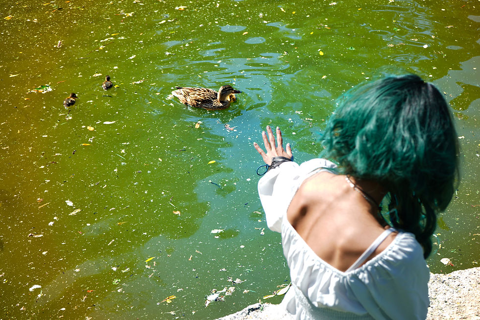 Blessed Ducks