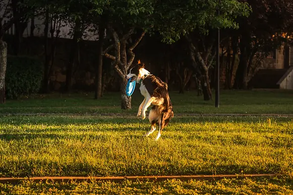 Metodologia Anymalma.webp