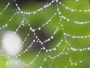 サイエンス　クモの巣の不思議