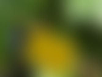 子どもの根を育てる教育