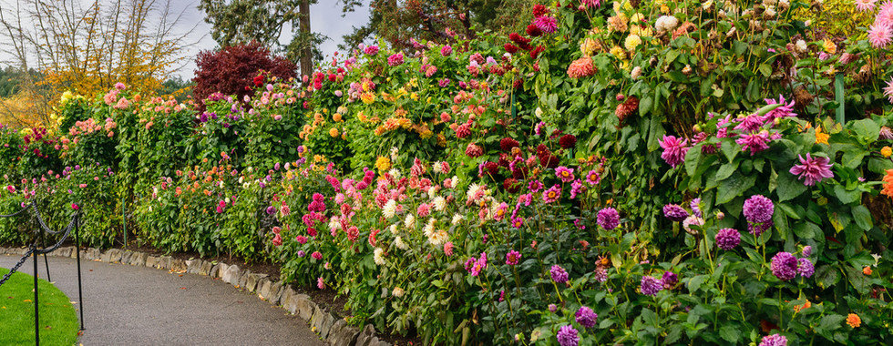 Dahlias in full bloom in November.