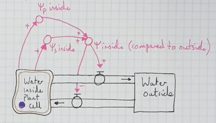 A model for water potential