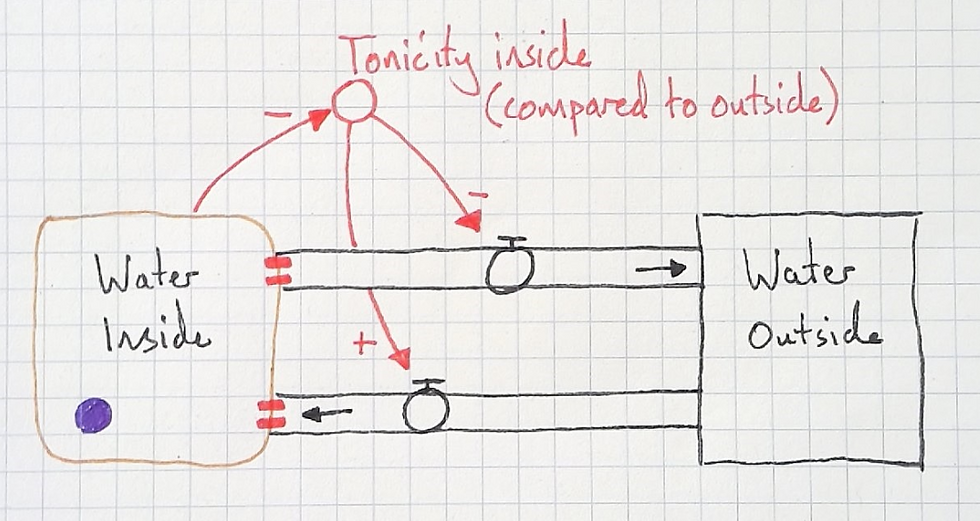 This model can be reversed for water potential (see below)
