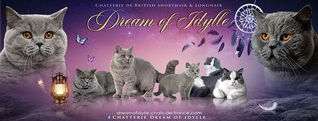 Couverture.jpg Chatons British Shorthair et Longhair