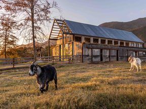 5 Retreats Where you can Sleep Next to Animals