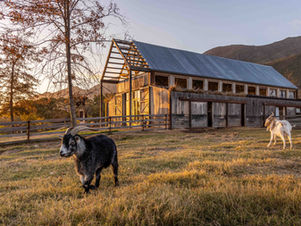 5 Retreats Where you can Sleep Next to Animals