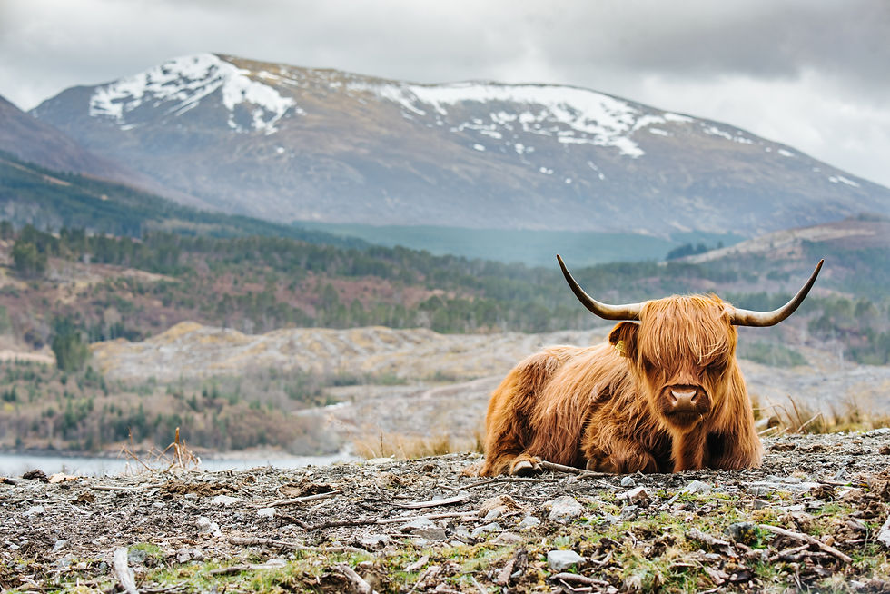 Brown Highland cow resting on rocky terrain, with scenic snow-capped mountains and green forests in the background under a cloudy sky.