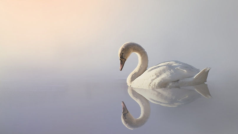 SwanReflection.jpeg