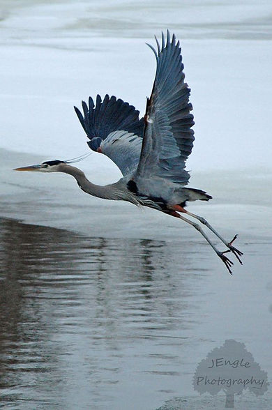 blueheron0.jpeg