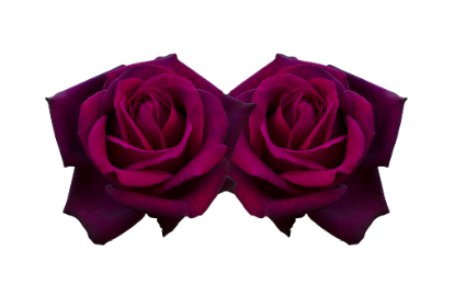 RosePairDeepPink.png