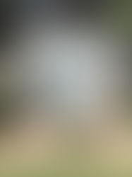 Our Garden Shed Reveal