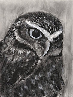 Charcoal drawing of an eastern screech owl