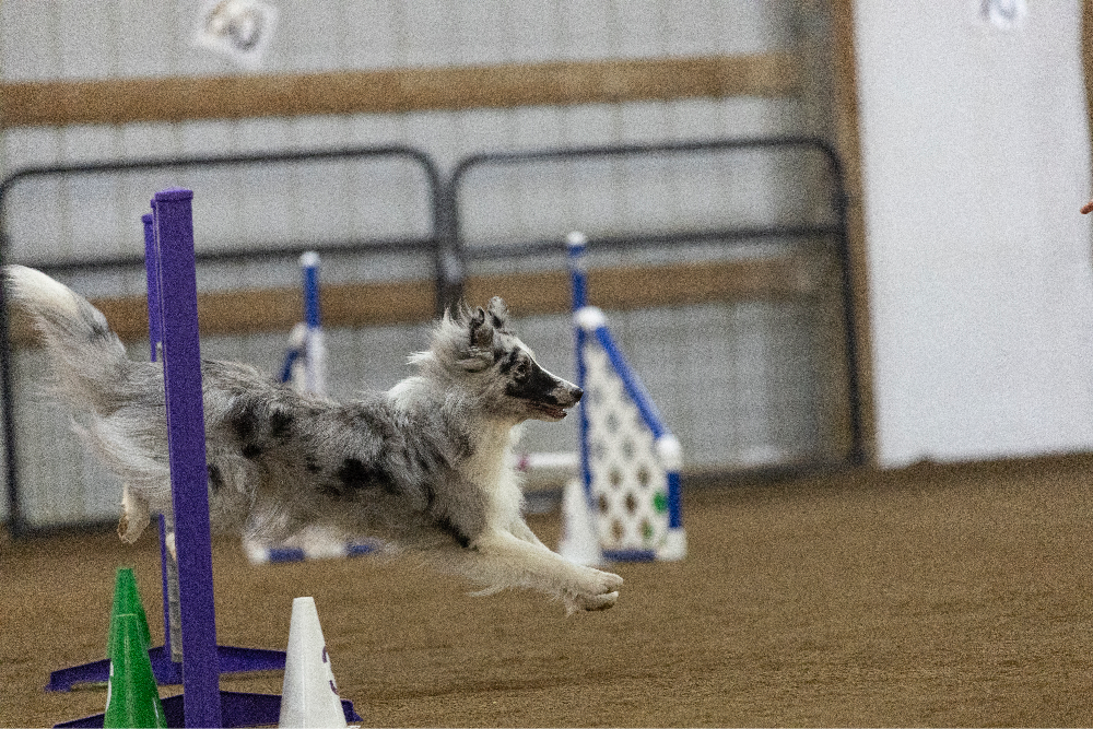 Spring/Summer 2026 AKC Agility League