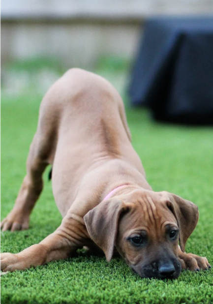 Ridgeback puppy laying on the ground