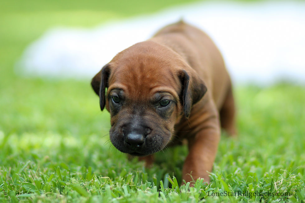 PROFILE Malone Headshot Rhodesian Ridgeback Puppy, 3 weeks old