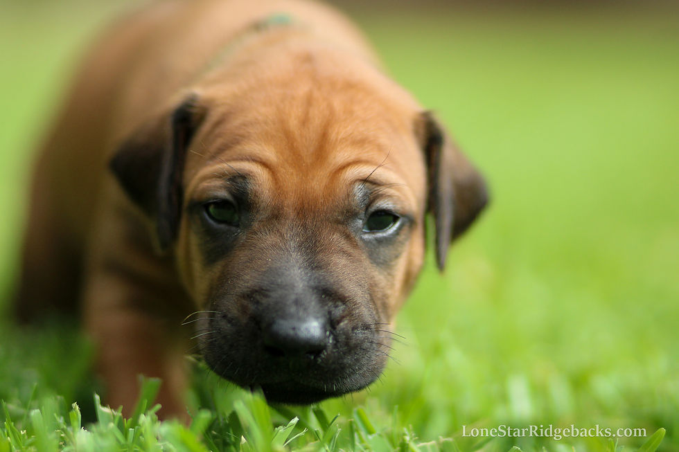 PROFILE Journey close up Rhodesian Ridgeback Puppy, 3 weeks old
