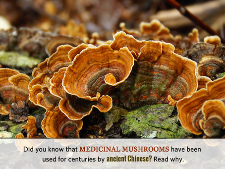 Medicinal Mushrooms: Nature's Estrogen Reducer