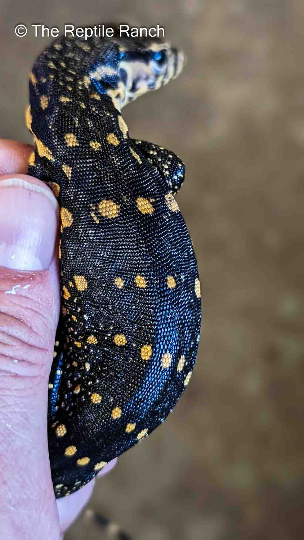 Thumbnail: 2023 100% Het Albino T+ /  66% Het Sulphur Water Monitor