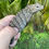 Thumbnail: 2022 Lewisi Hybrid Rock Iguana
