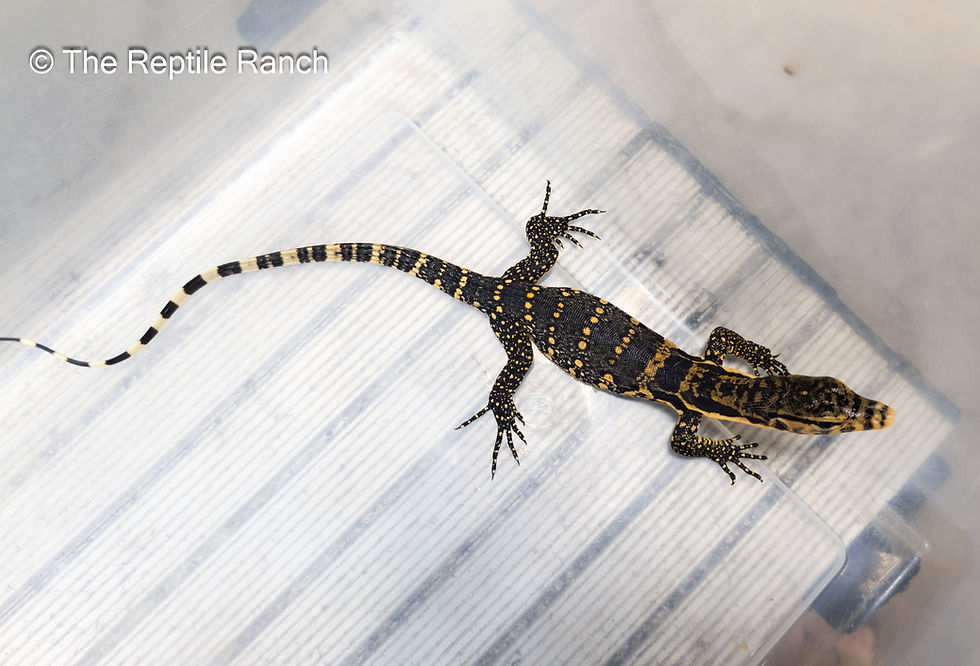 Thumbnail: 2023 100% Double Het Albino T+ /  Sulphur Water Monitor