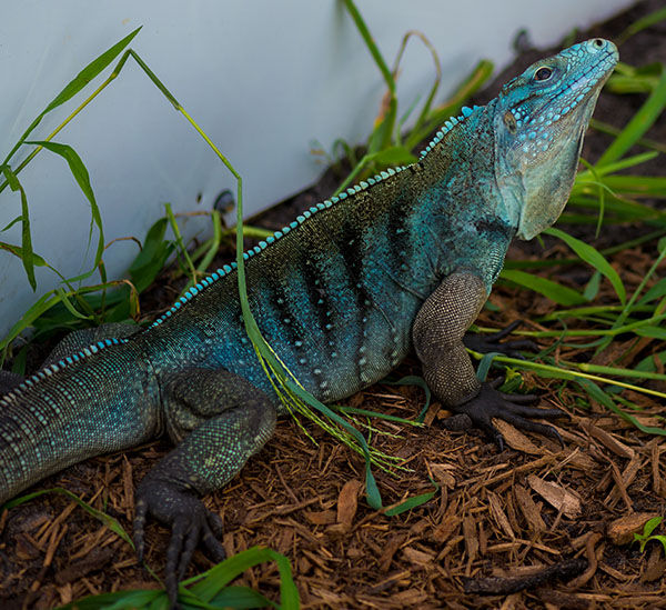 Thumbnail: 2022 Lewisi Hybrid Rock Iguana