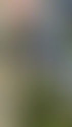 自動灌水装置、電磁弁の点検　ブルーベリー　八街　春夫観光農園