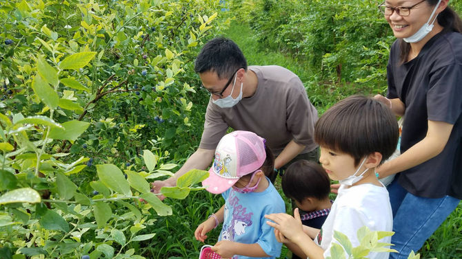 賑わってきましたよ～　　八街　ブルーベリー　春夫観光農園