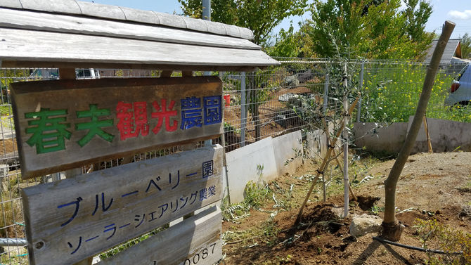 看板わきに、オリーブ
