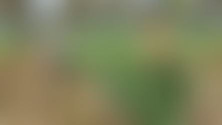 初採り時は、一房に２粒ほど大きい粒があります
