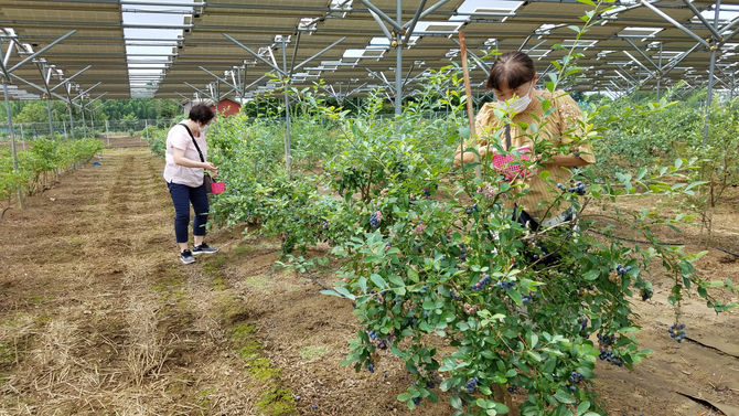 初採り時は、一房に２粒ほど大きい粒があります