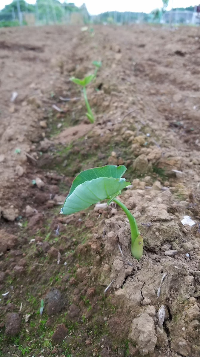 里芋が芽を出してきました