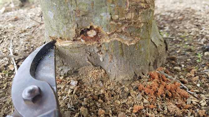 テッポウムシです　八街ブルーベリーファーム春夫観光農園