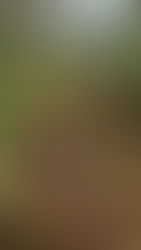 具合の悪い苗を、移植して調整しました。ブルーベリー　八街　春夫観光農園