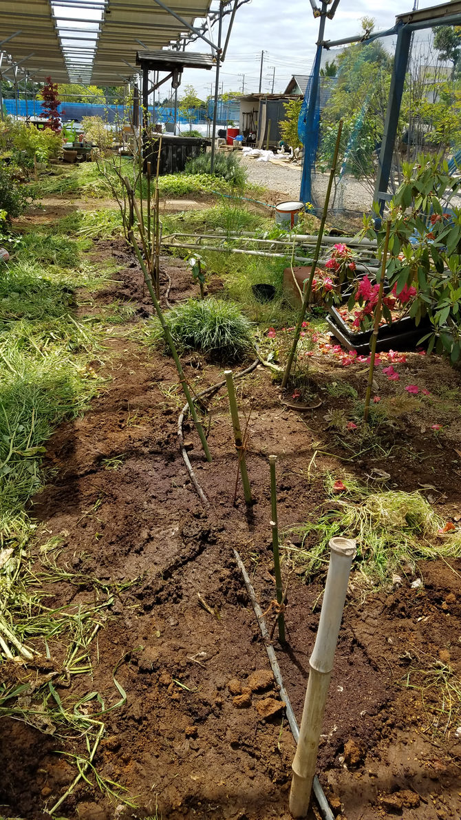 具合の悪い苗を、移植して調整しました。ブルーベリー　八街　春夫観光農園