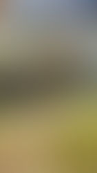 ムスカリ、来年も元気で出てきて　八街ブルーベリーファーム春夫観光農園