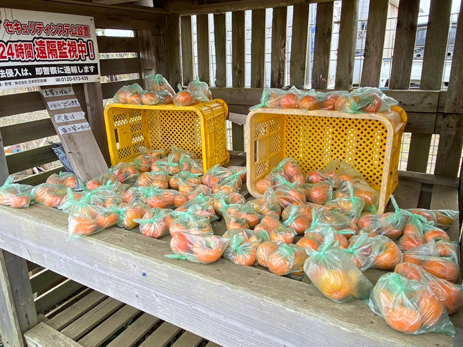 無人販売開始しました。柿一袋100円　八街ブルーベリーファーム春夫観光農園