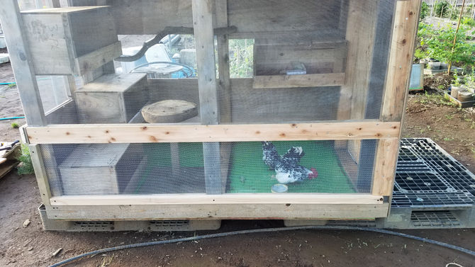 金網を張りとり小屋完成です