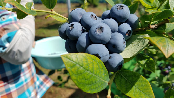 それは、美味しいですわ。生の食感は、また格別です。