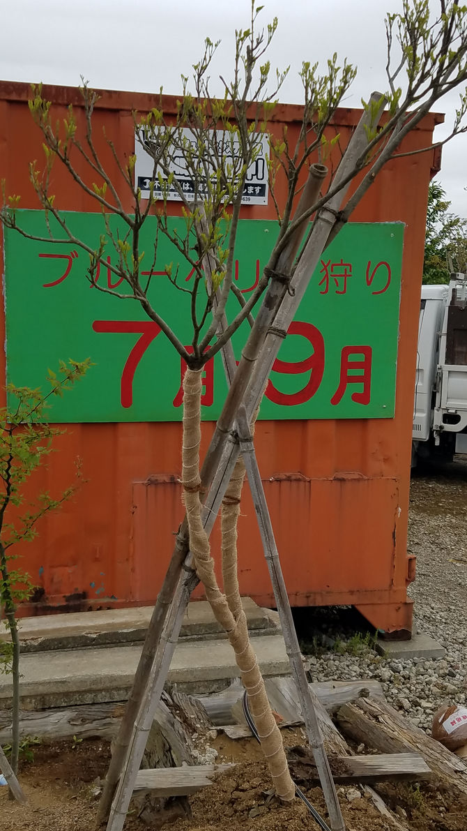 シマトネリコ、緑化テープ巻き　ブルーベリー　八街　春夫観光農園