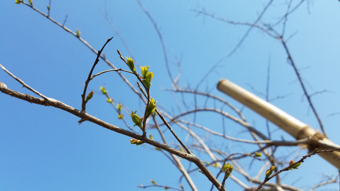 サルスベリ新芽が出てきました（正門左）