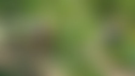 ミスティーが色づきました。ハイブシュ系、６月４日　ブルーベリー　八街　春夫観光農園