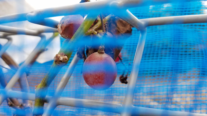 ブドウです。食べ頃のようですが？ハクビシンにやられる前に、食してみたい！ネットをやり、犬の被毛をぶら下げましたが・・いかに？
