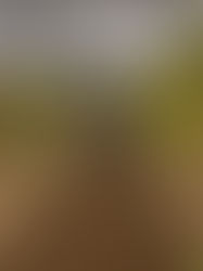 通路を耕し、菜の花の種を蒔きます。八街ブルーベリーファーム春夫観光農園