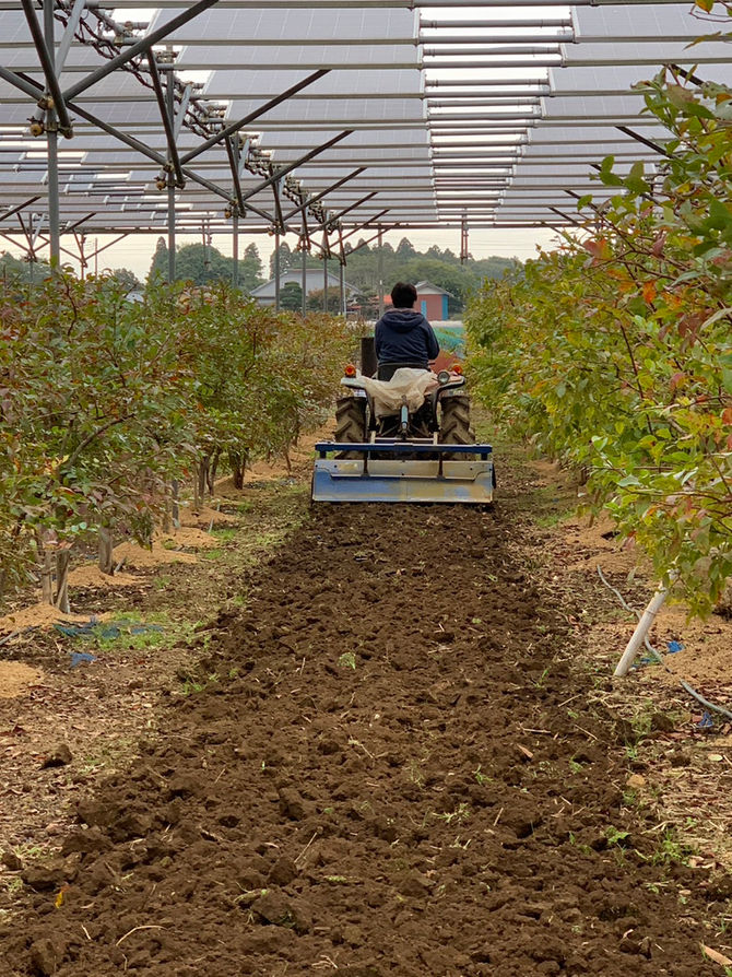 通路を耕し、菜の花の種を蒔きます。八街ブルーベリーファーム春夫観光農園